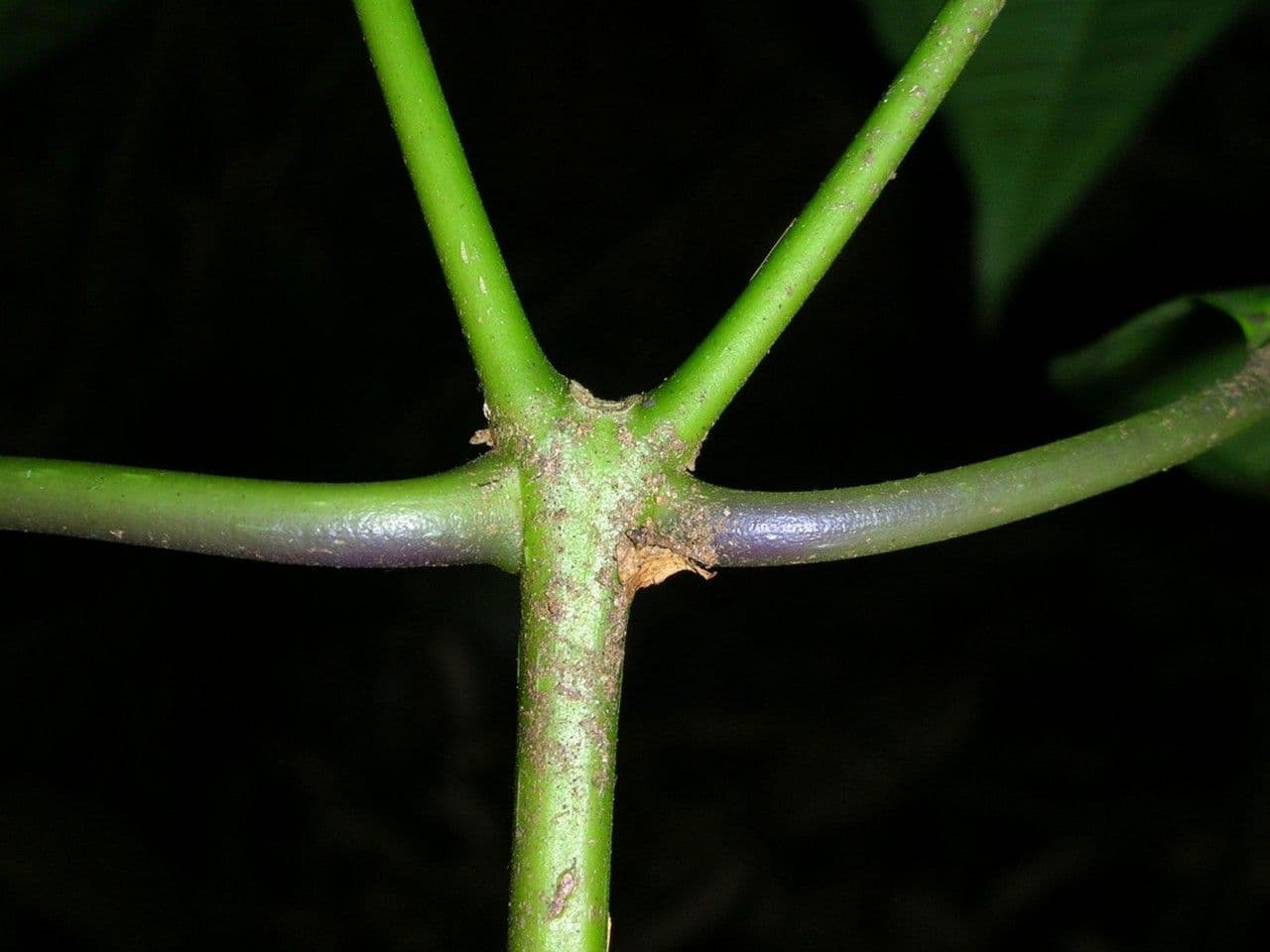 Miconia 5