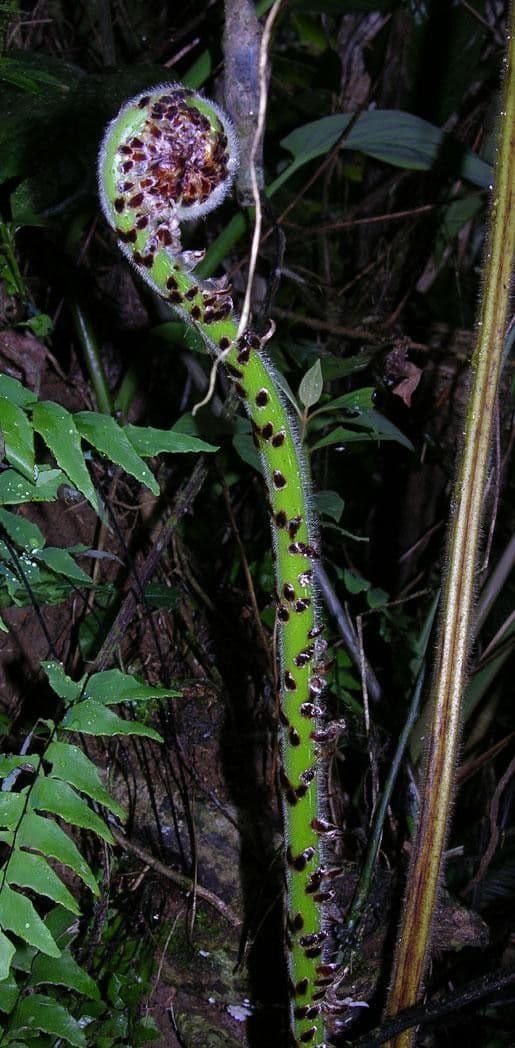 Cyathea bicrenata 4
