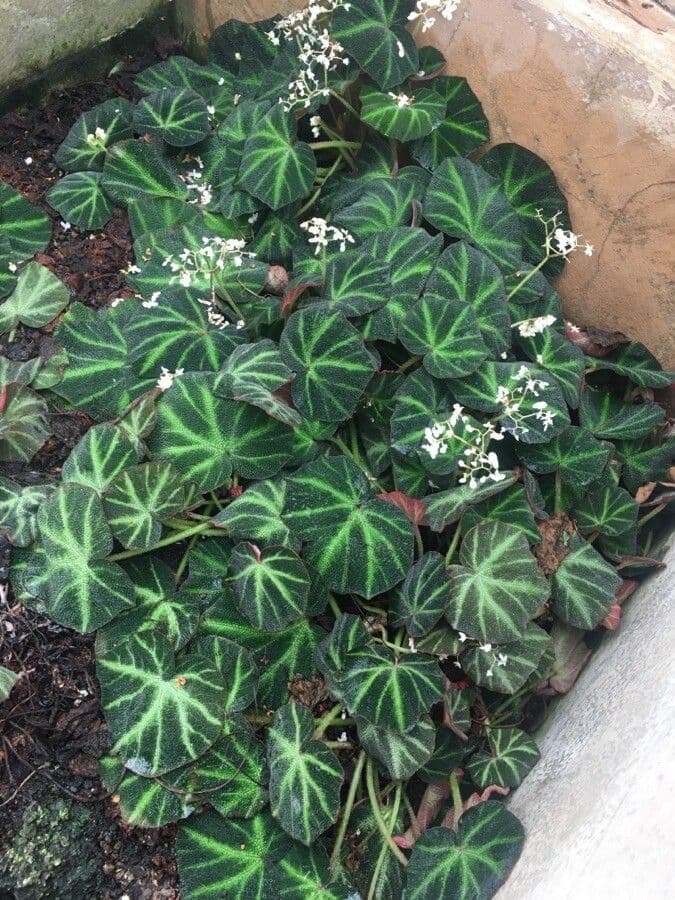 Begonia