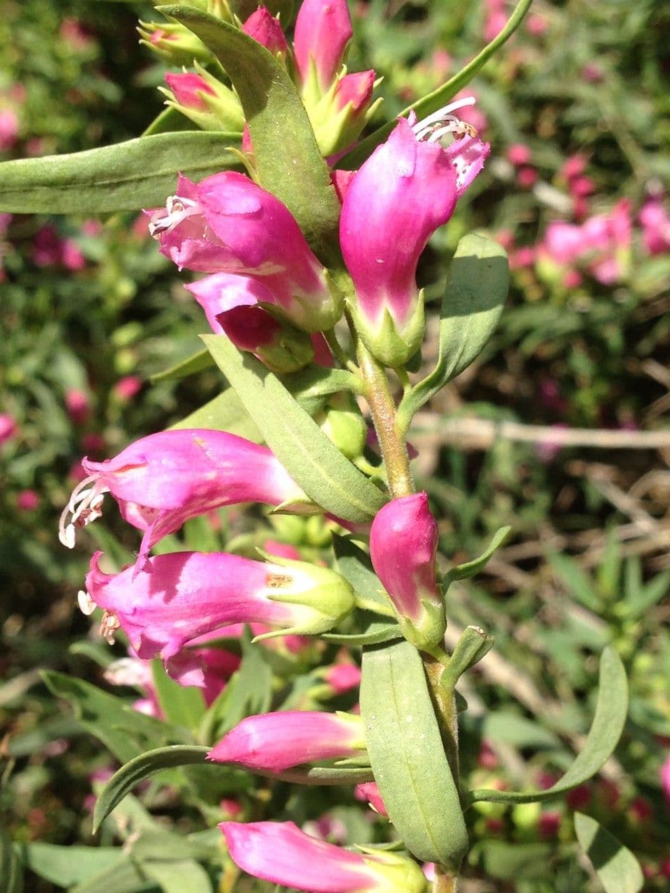 Eremophila