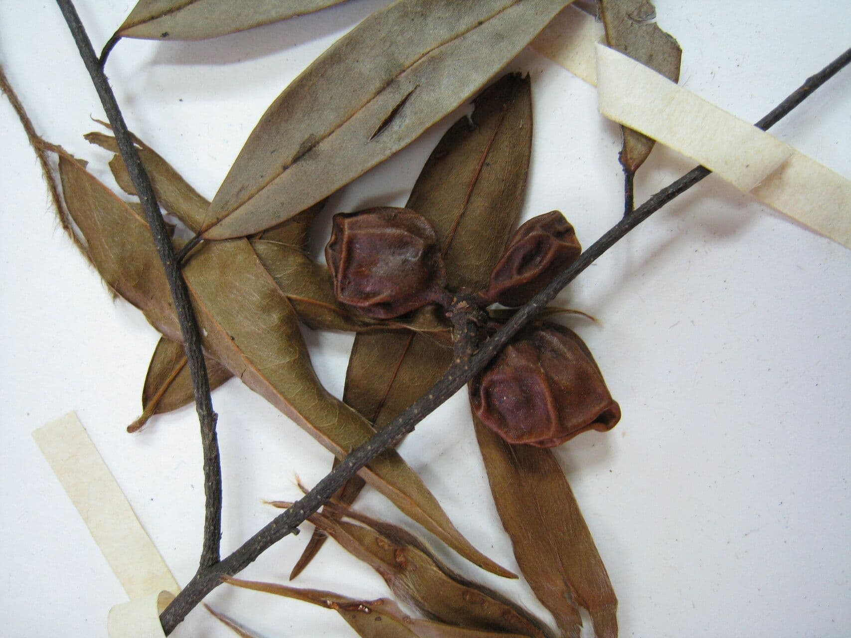 Pimientillo 16