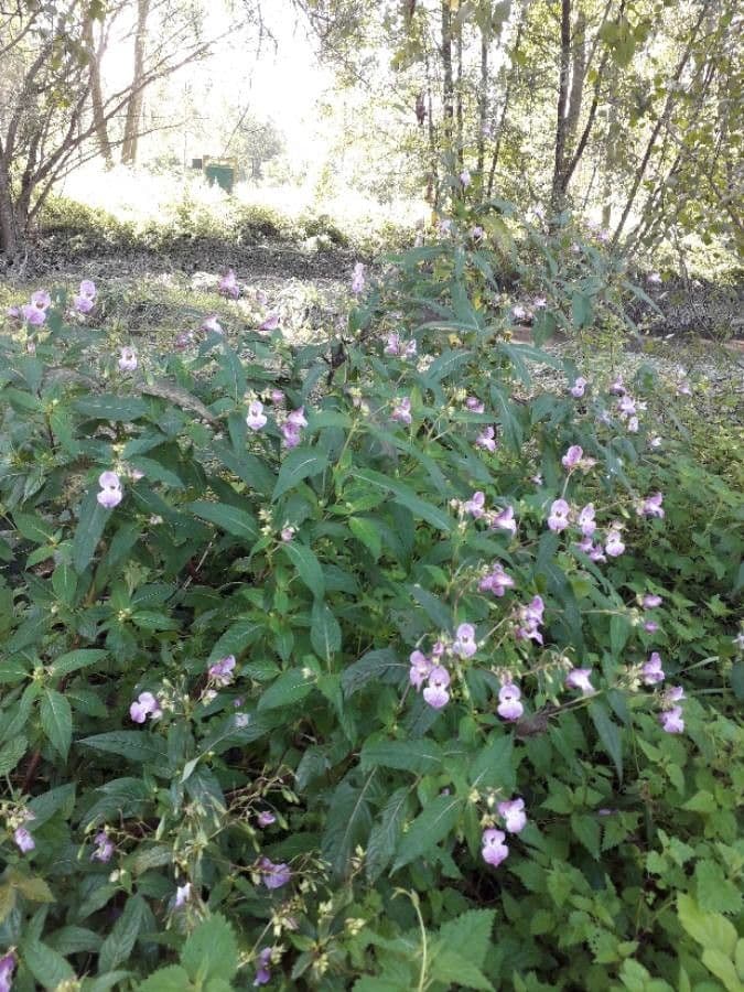 Drüsiges Springkraut 12