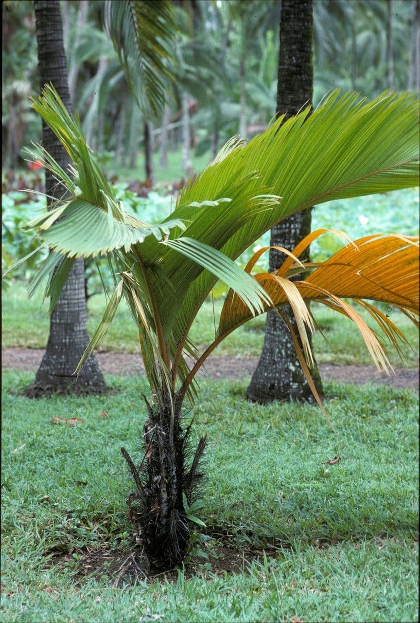 Borsig-Palme 5