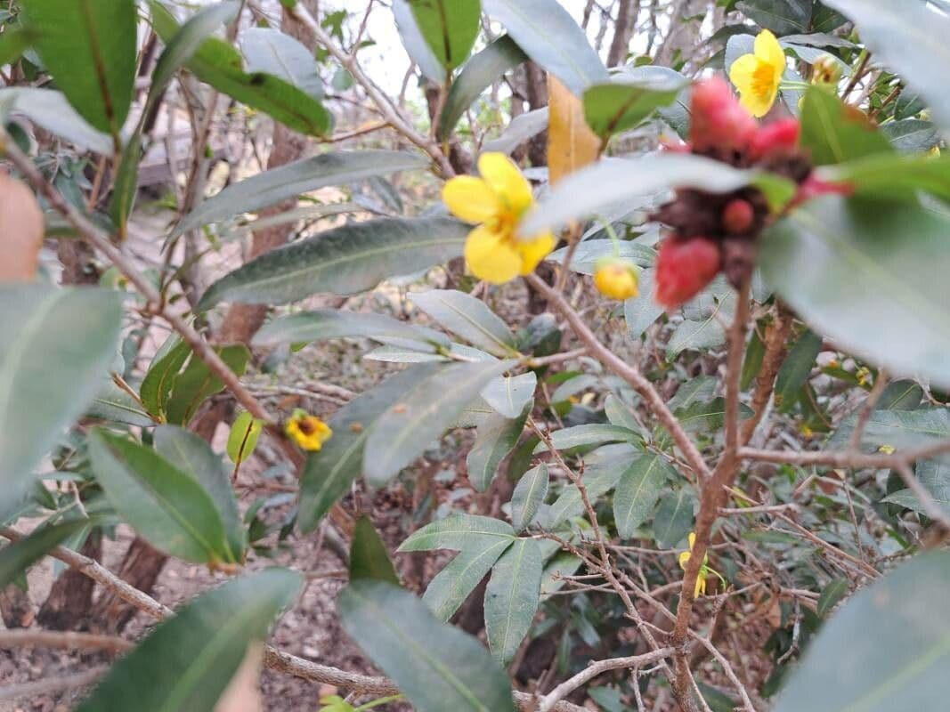 Ochna 9