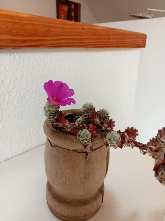 Portulaca 2