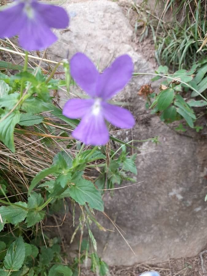 Bedding pansy 19