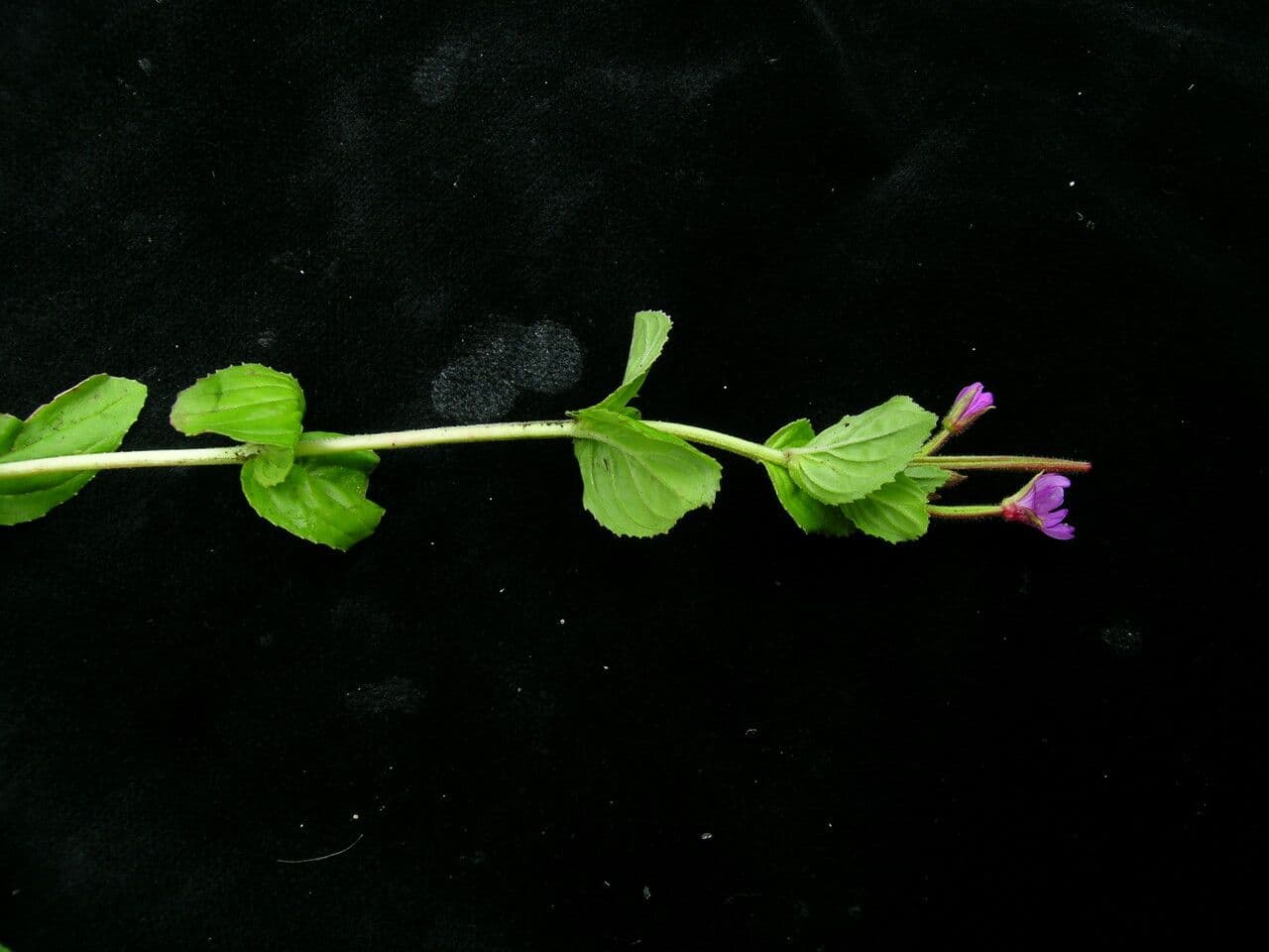 Epilobio d'Amur 3