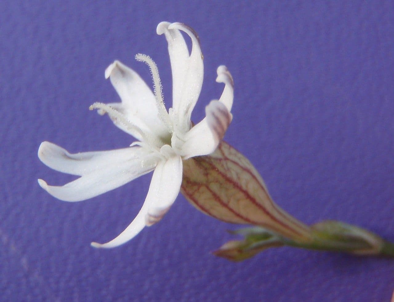 Silene pelosa 4