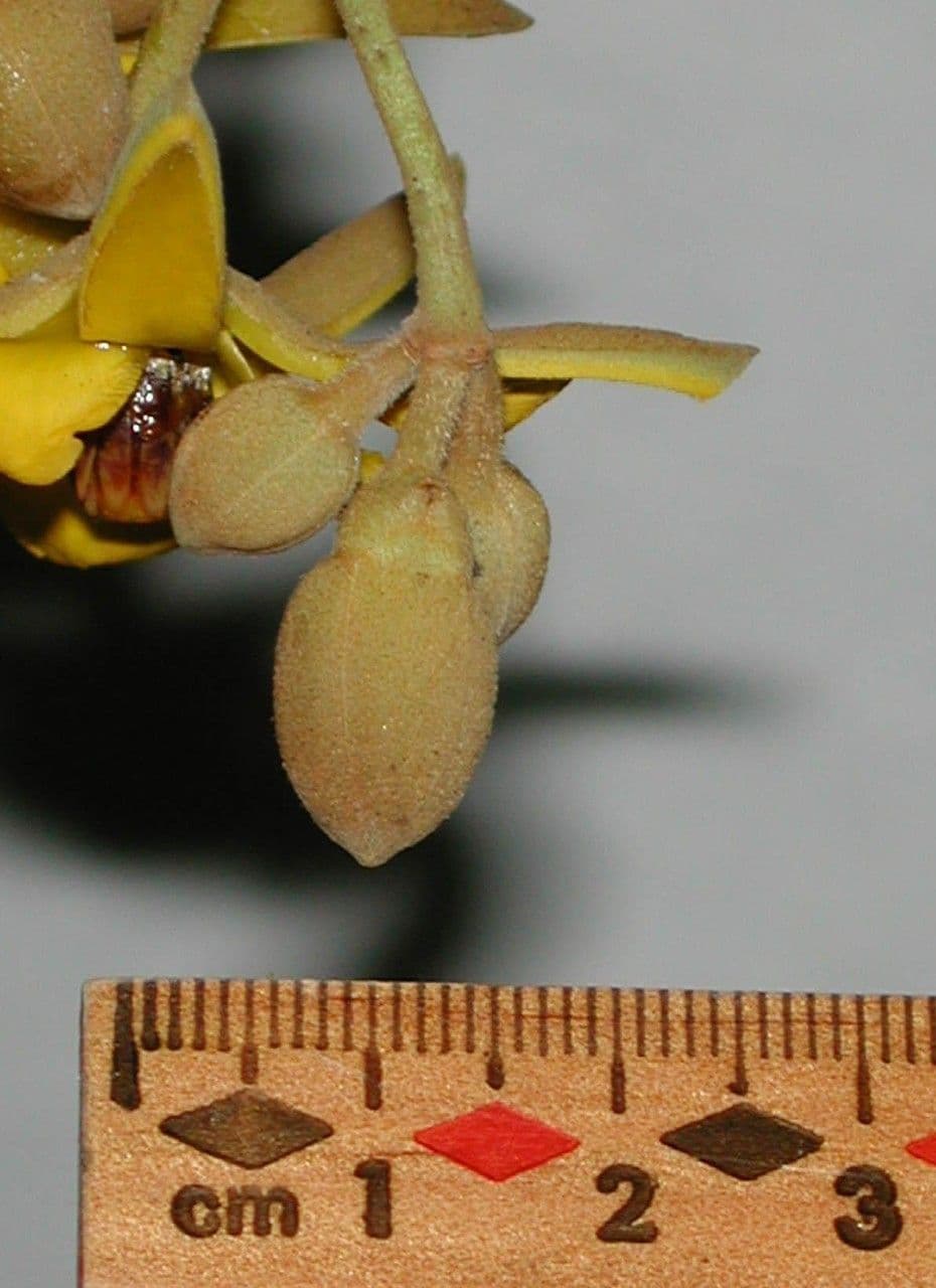 Apeiba 2