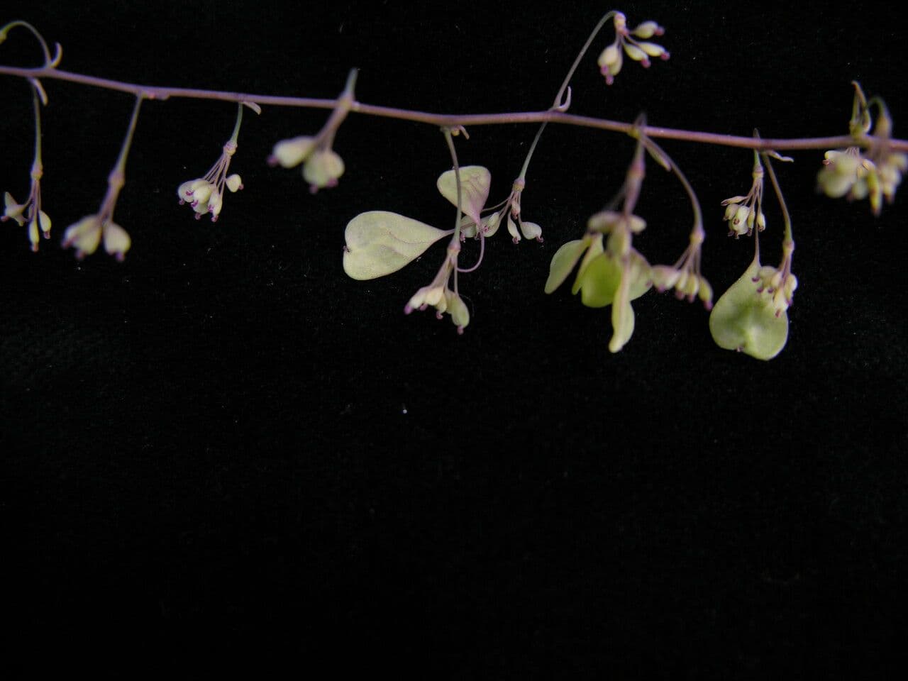 Aquilegia celidonioide