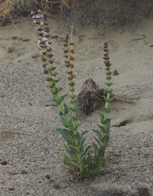 Penstemon 7