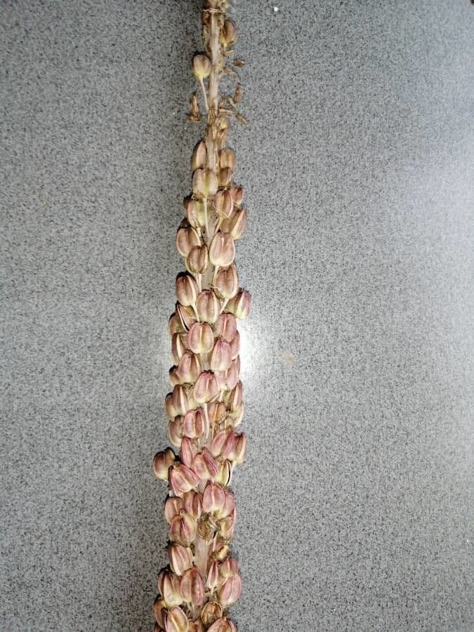 Scilla marittima 5