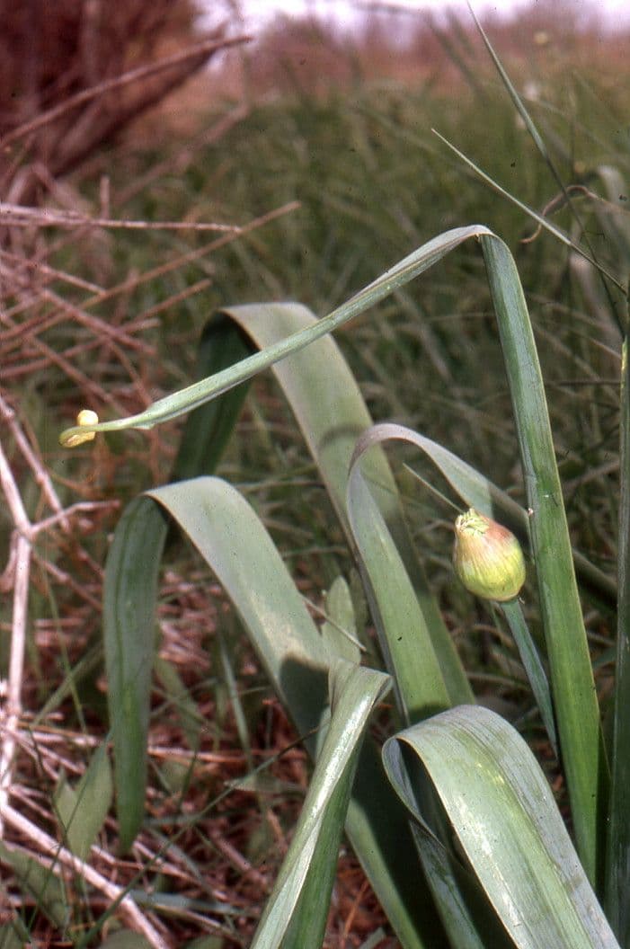 Aglio nero 19