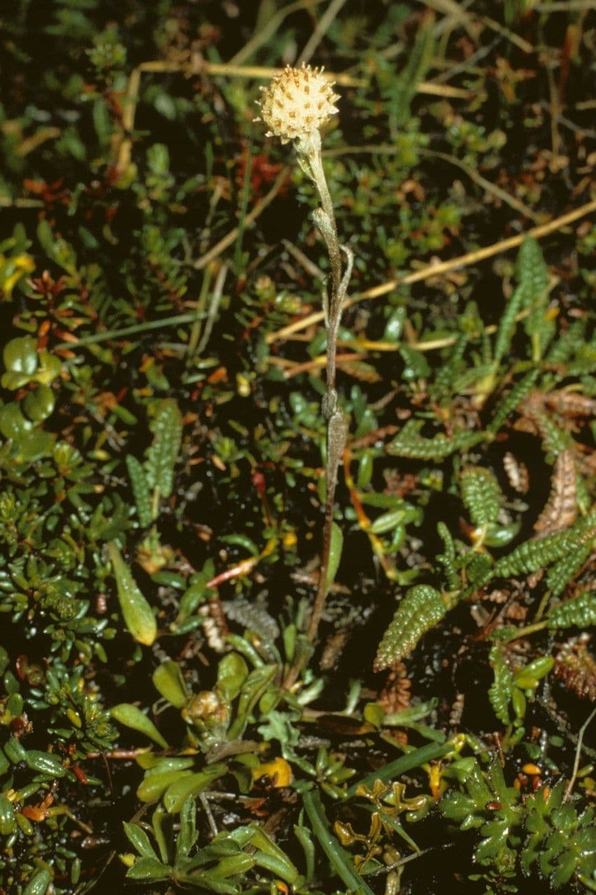 Antennaria monocephala 2
