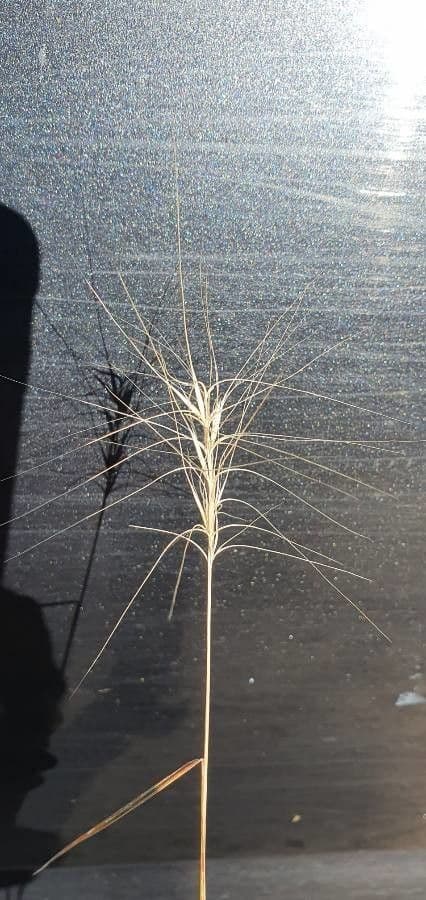 Elymus elymoides 2