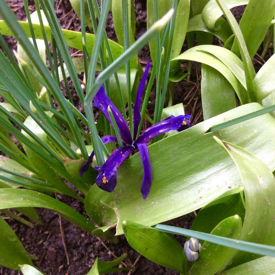 Iris xiphium 6