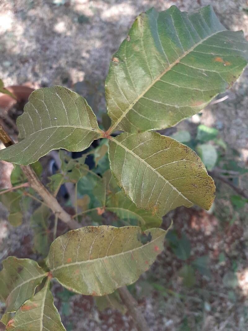 Searsia pyroides 7