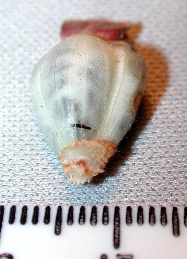 Costus scabro 14
