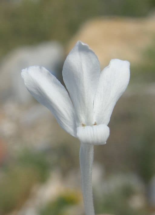 Giustizia