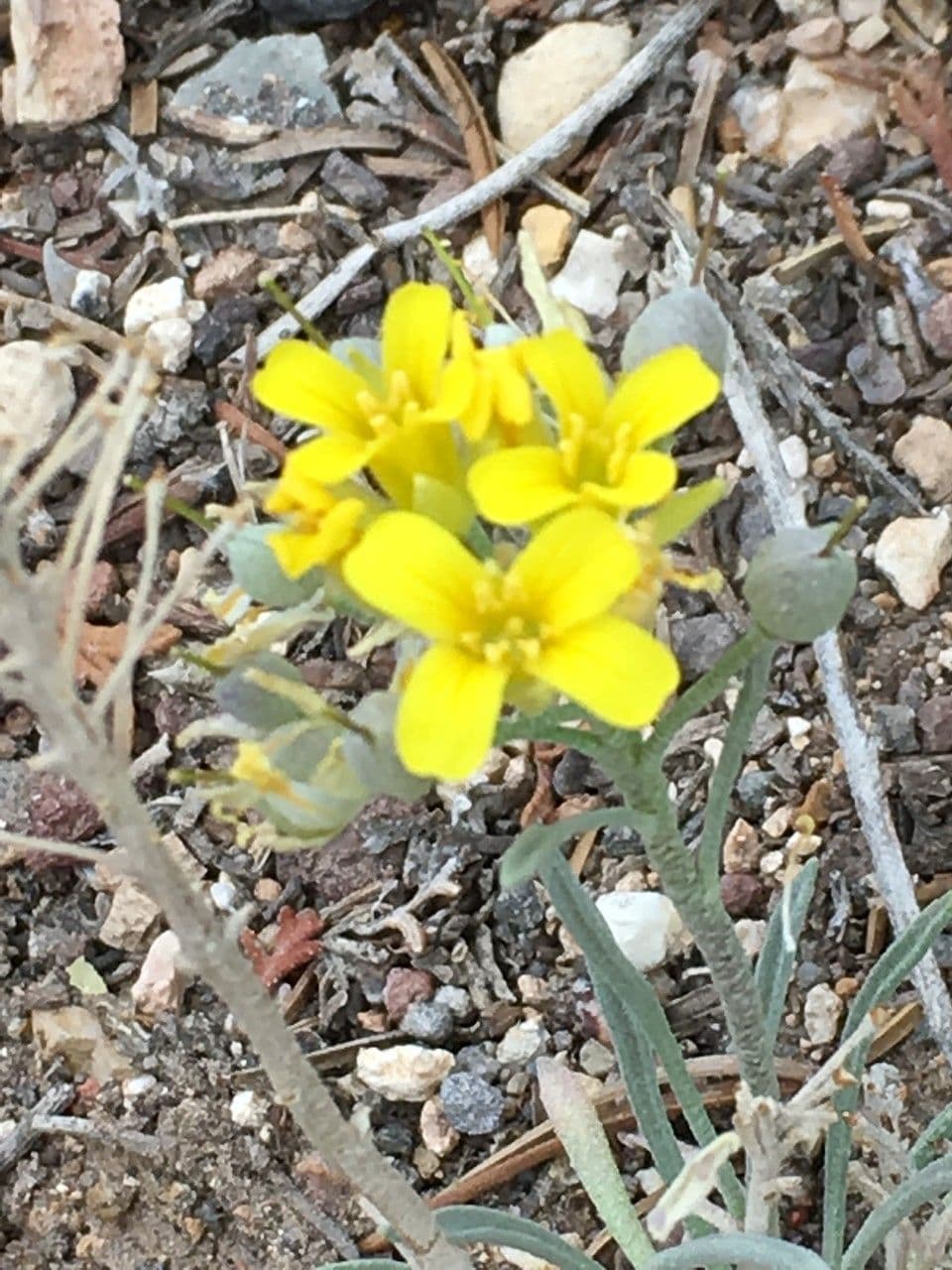 Physaria di Watson 5
