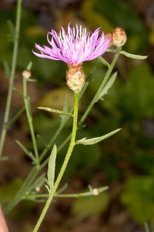 Centaurea 4