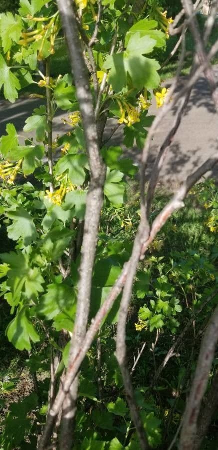 Ribes aureo 21