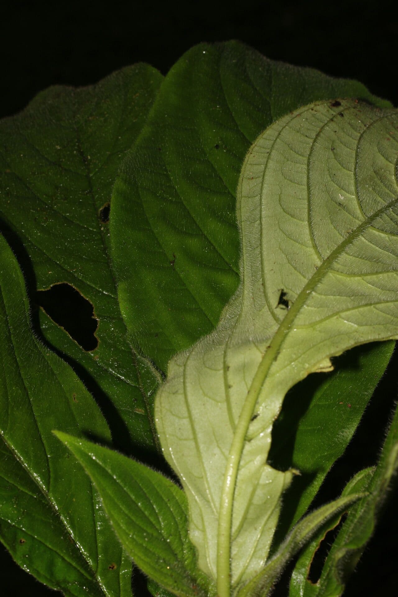 Besleria 7