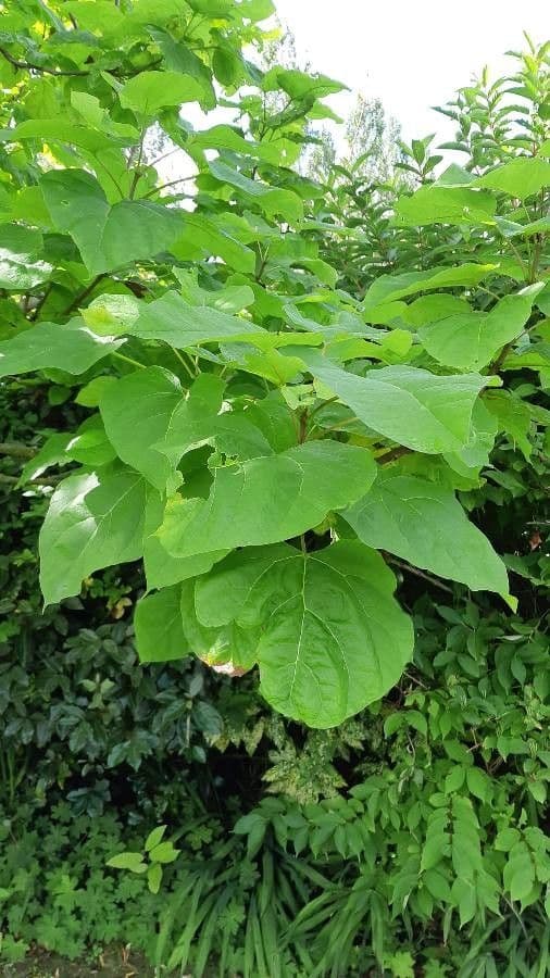 Catalpa comune 28