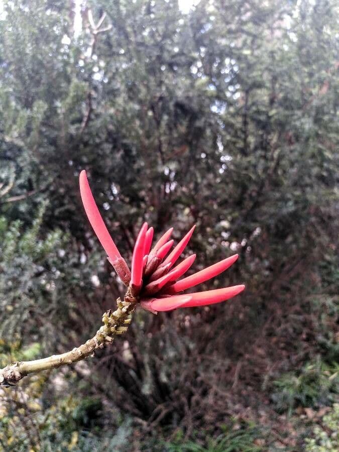 Erythrina