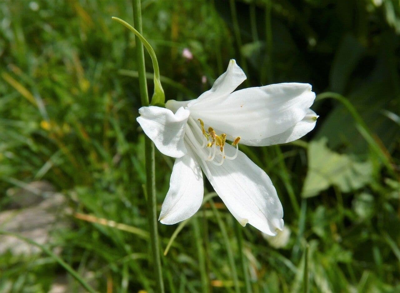 Giglio di monte 3