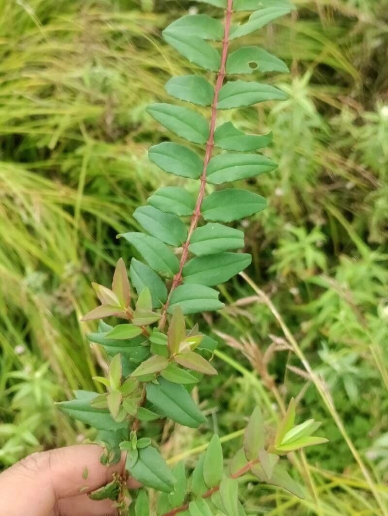 Teebaum 12