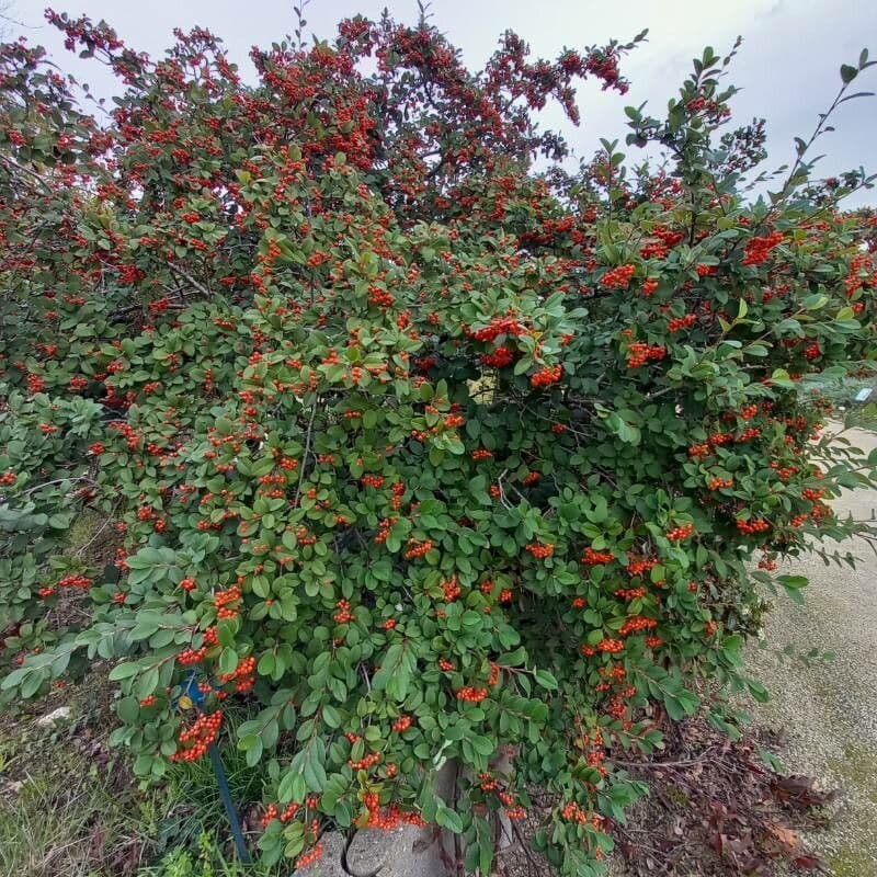 Cotoneaster glauque 3