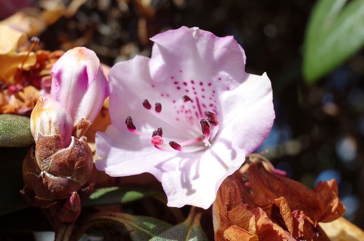 Rododendron rezavý 3