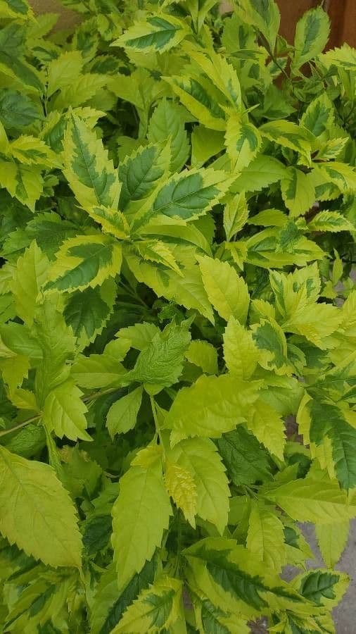 Duranta erecta 16