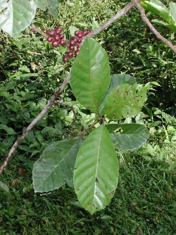 Doliocarpus multiflorus 8