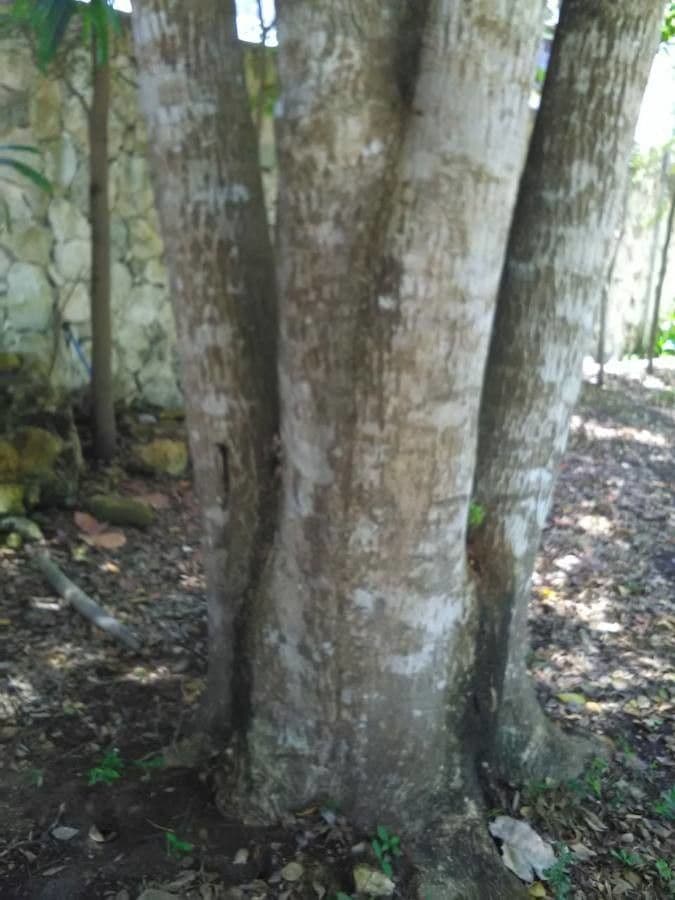Tabebuia bledá 24