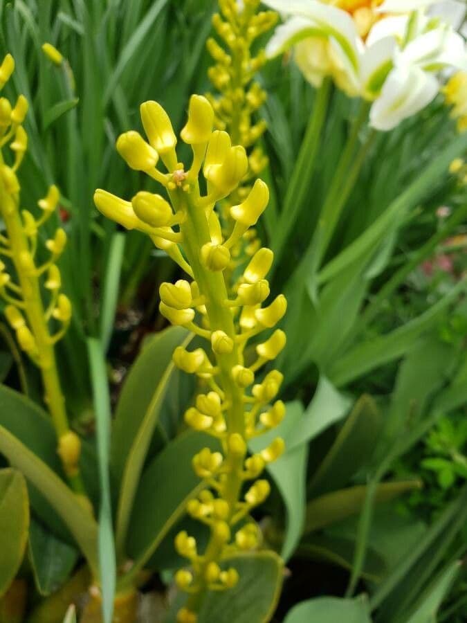 Dendrobium