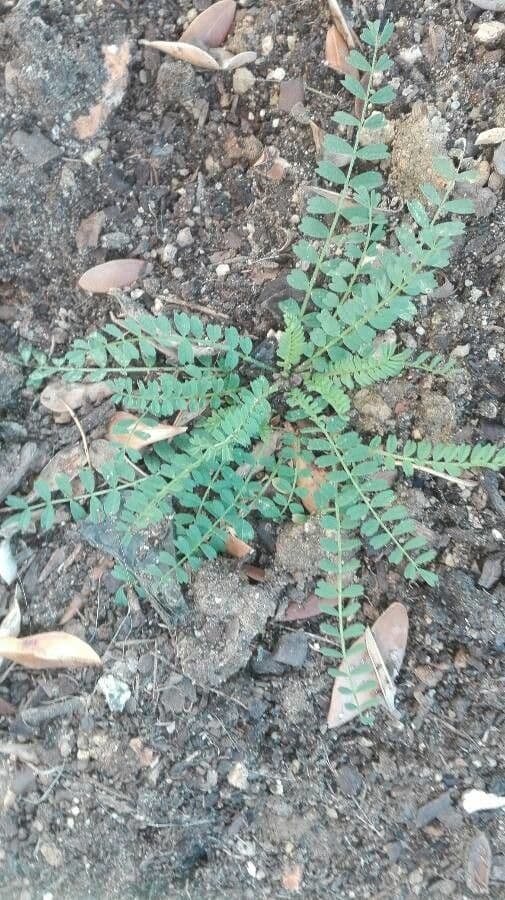Astragalus hamosus 14