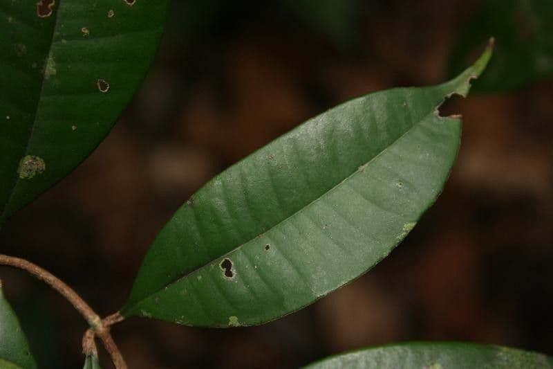 Myrcia
