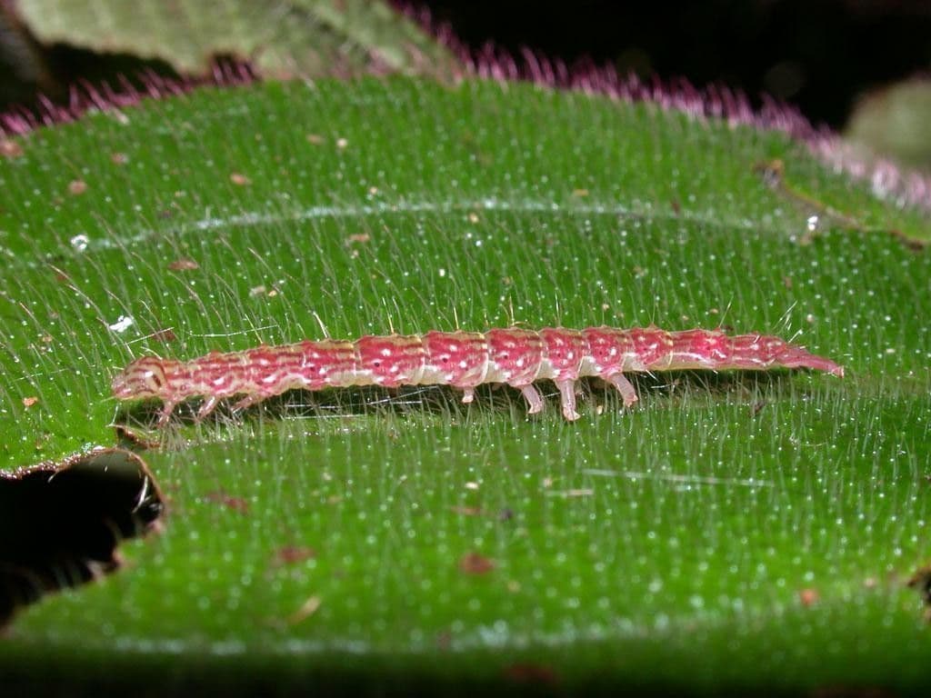Miconia 14