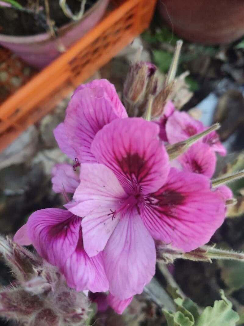 Pelargonio 2