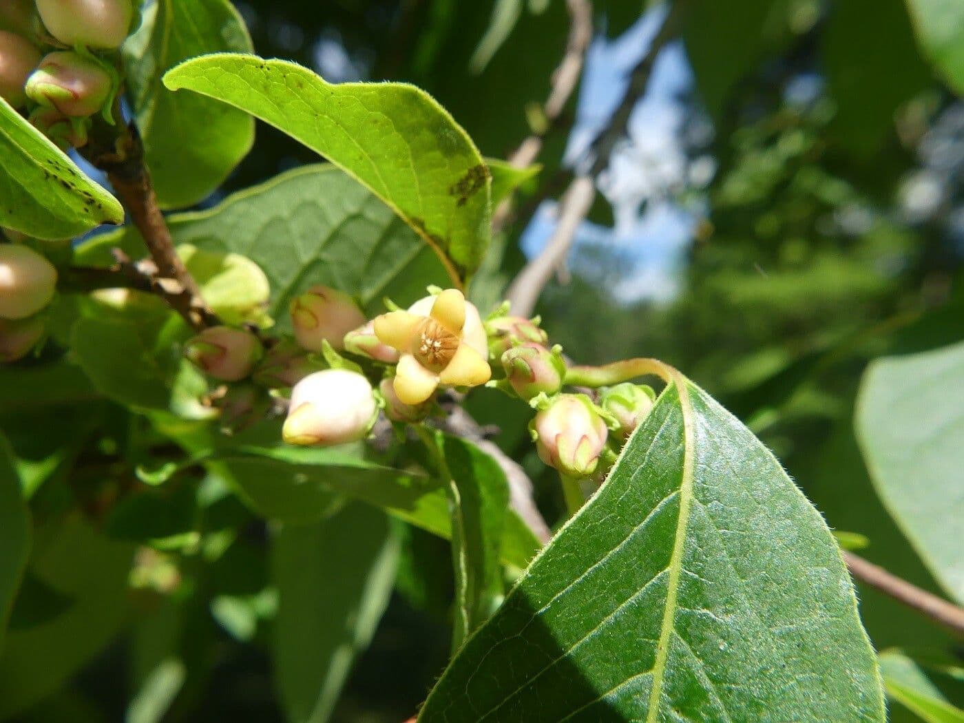 Diospyros 7