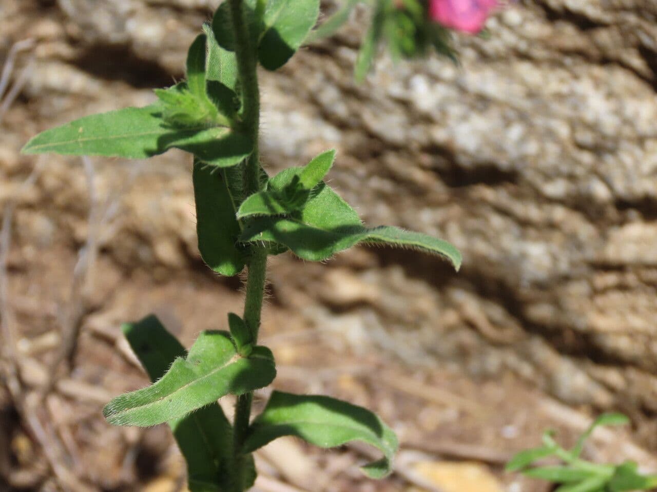 Echium cretico 12