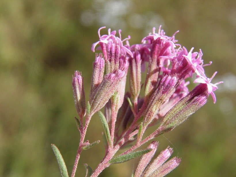 Stevia viscosa