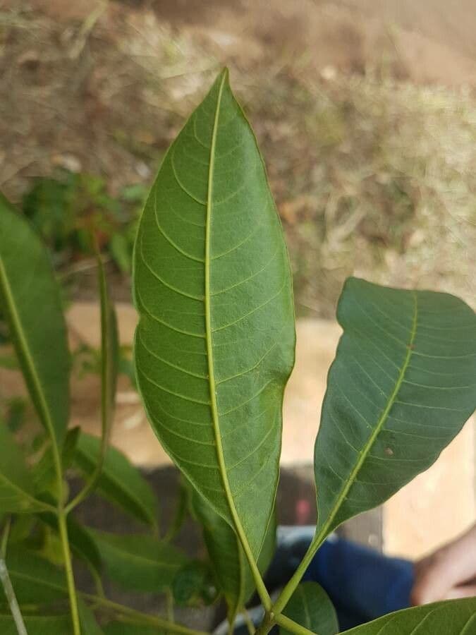 Balfourodendron 9