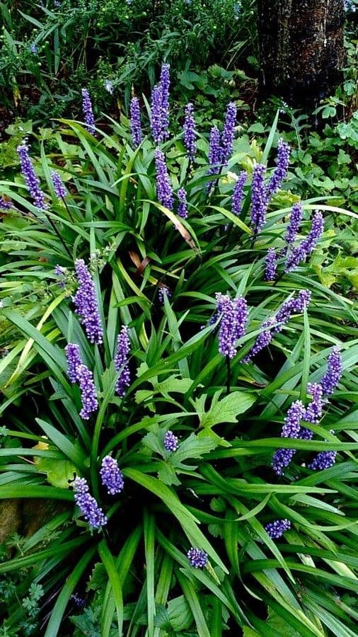 Liriope 9