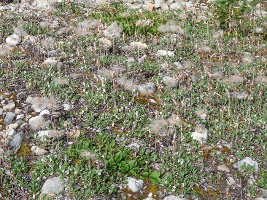 Gelbe Gletschermilch 12