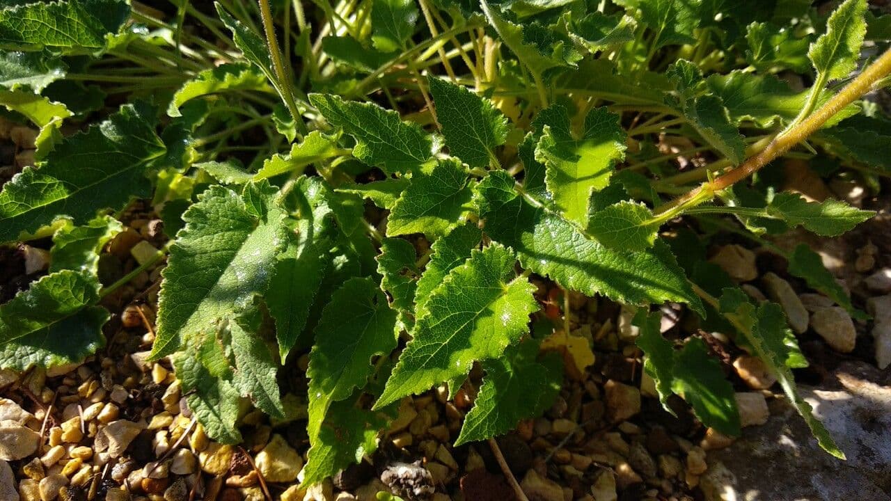 Campanula sarmatica 2