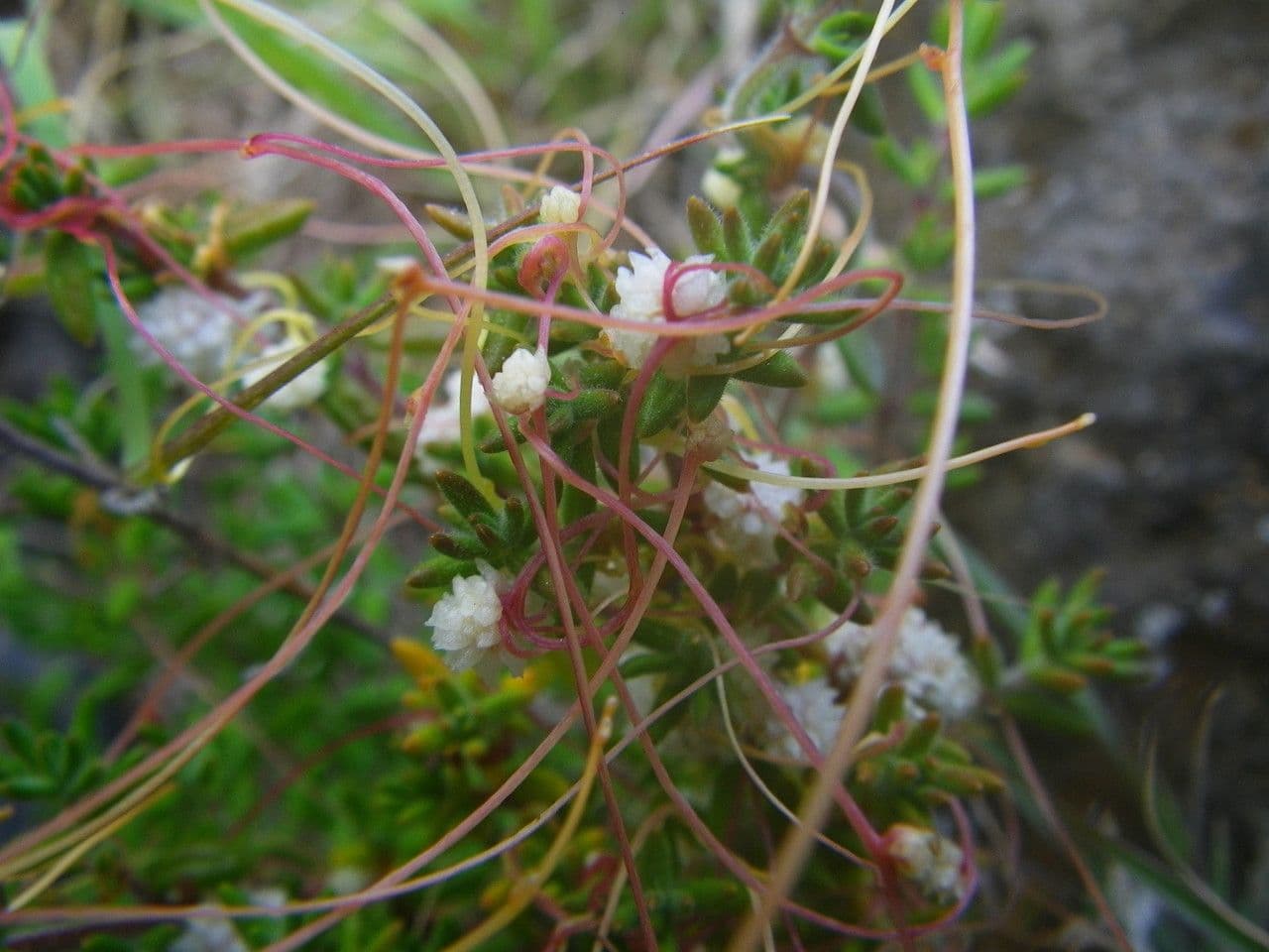 Cuscuta a semi piccoli