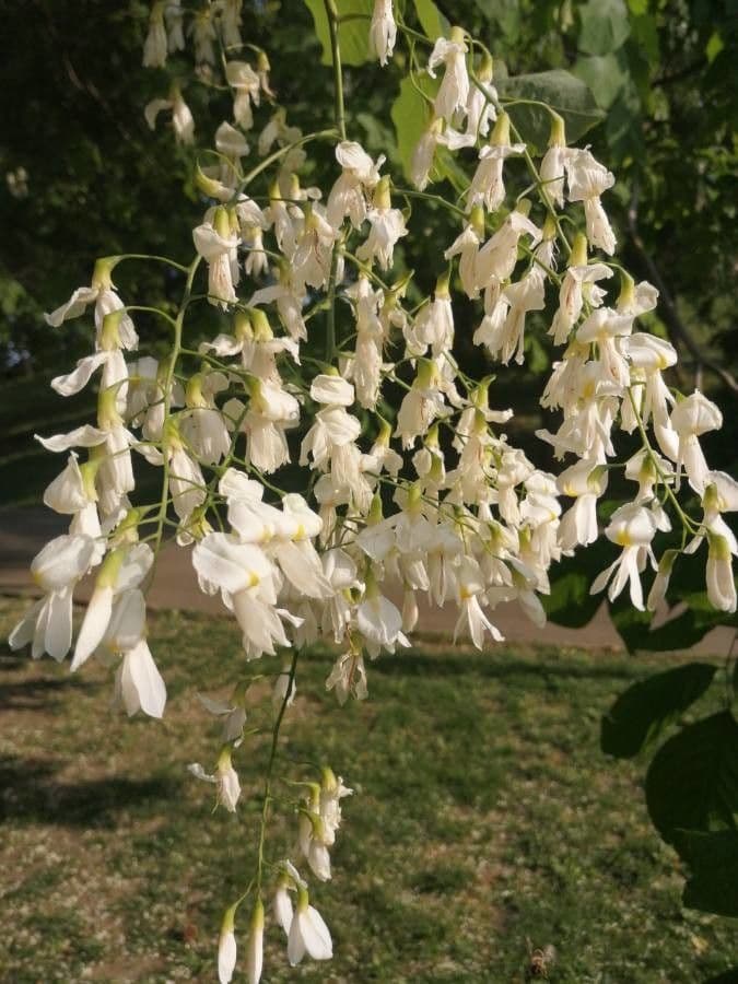 Cladrastis kentukea 6